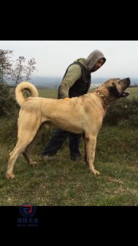 坎高,为巨犬经济代言