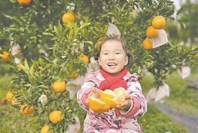 温州与四川南部县携手打造浙川共富“金名片” 以橘为媒，同筑“共富路”