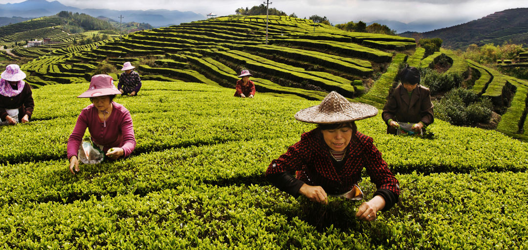 传统与现代碰撞 泰顺茶产业振兴注入“新”味道