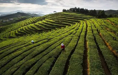 “茶产业指数”为企业私人定制