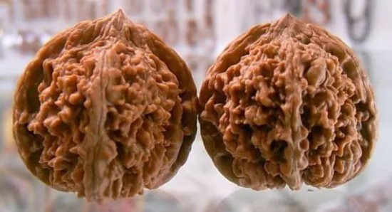文玩核桃狮子头大全,考验眼力的时候来了!(一)