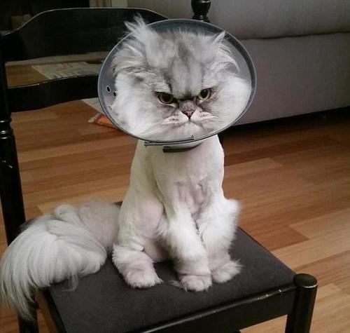 州,名叫阿尔伯特的波斯猫在网上火了,因为它将"我很不爽"这种情绪表