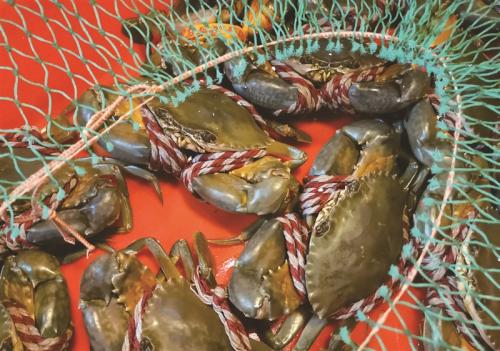 720克蝤蛑三成是给绳子埋单