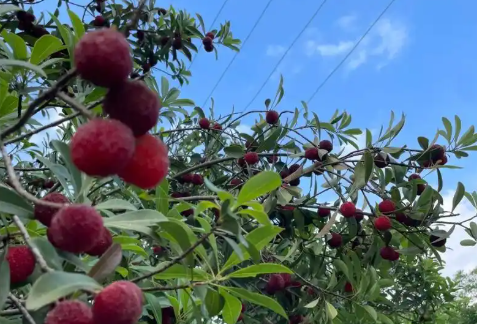 五一假期临近,本地杨梅要陆续上市了
