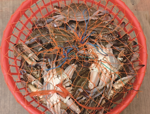 温州人对梭子蟹有多爱? 一天交易量125吨