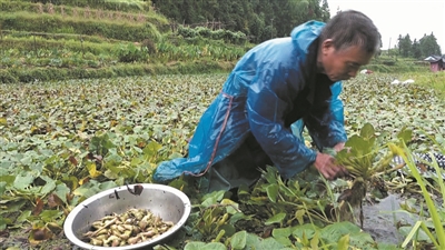 马屿高山菱角抢“鲜”上市