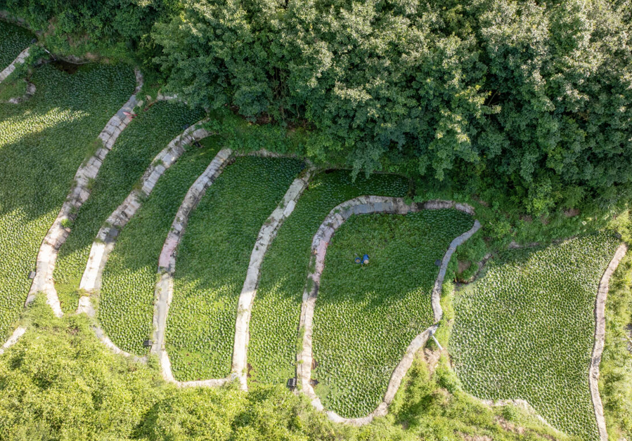 泽雅高山菱角打响温州“头炮”!市民争尝秋日第一口鲜