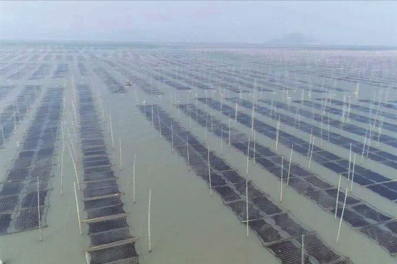 “中国紫菜之乡”头水紫菜将抢“鲜”上市