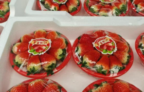 外地莓抢“鲜”上市 草莓市场初迎“冬日甜蜜”