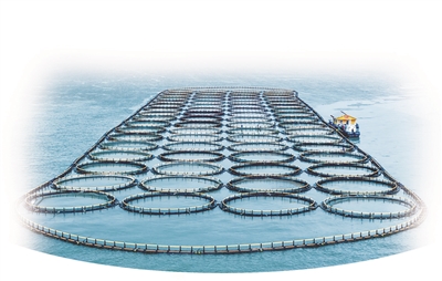 “洞头味道”串起渔家共富链