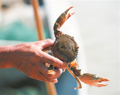 乐清青蟹、洞头紫菜入选全国名特优新农产品名录