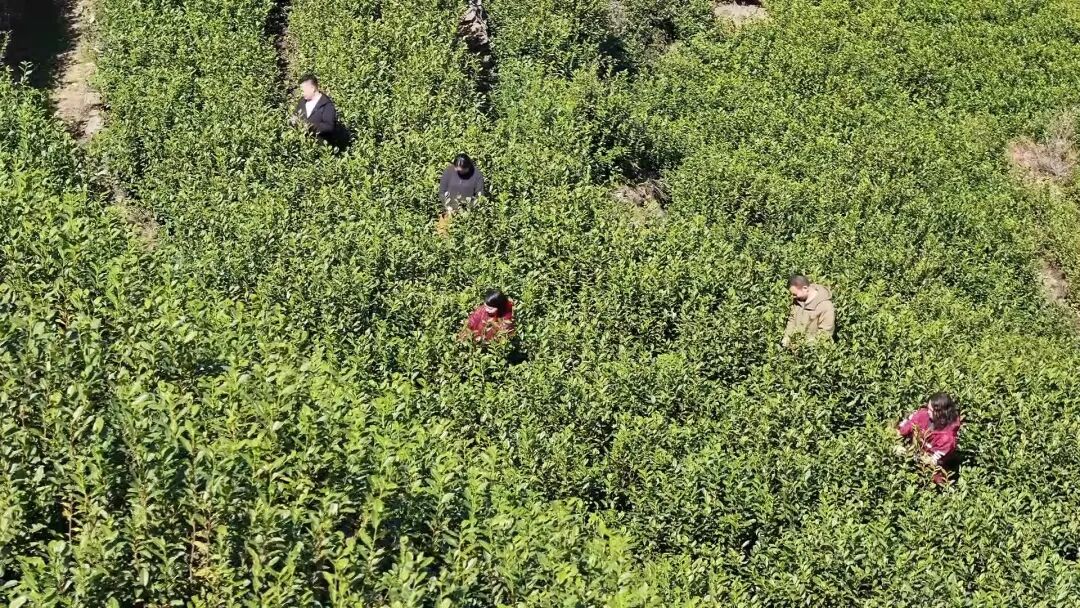 ��������㣡���㽭��һ�硱��ţ��迪ժ