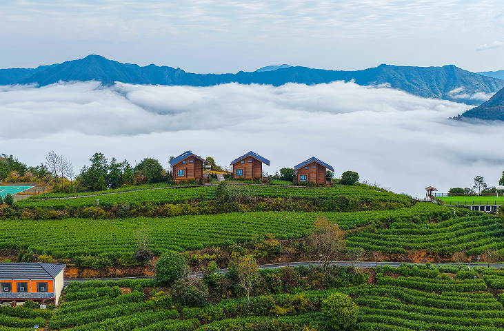 温州文成:头茬春茶抢“鲜”开采 志愿者服务助农争“鲜”