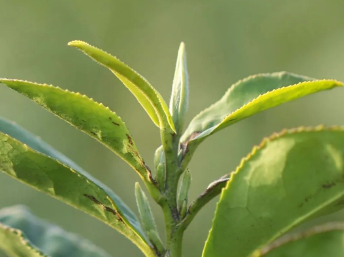 ��ţ����ơ�Ȧ�����ء�Ȧ��