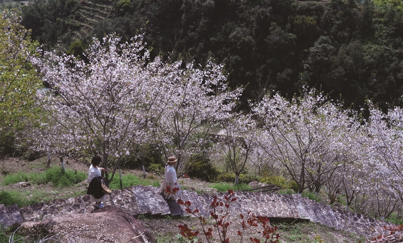温州樱花园:荒山十年成花海 以花为媒以园兴业