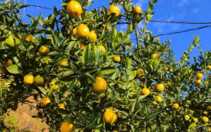 ����걸��׻���ҵ�����־ר�ñ�־ʹ��Ȩ