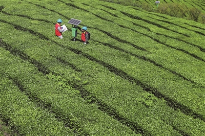 ȫʡ�׸�����̼��Ҷ����Ŀ������� ���������ˡ���ɫ����֤��