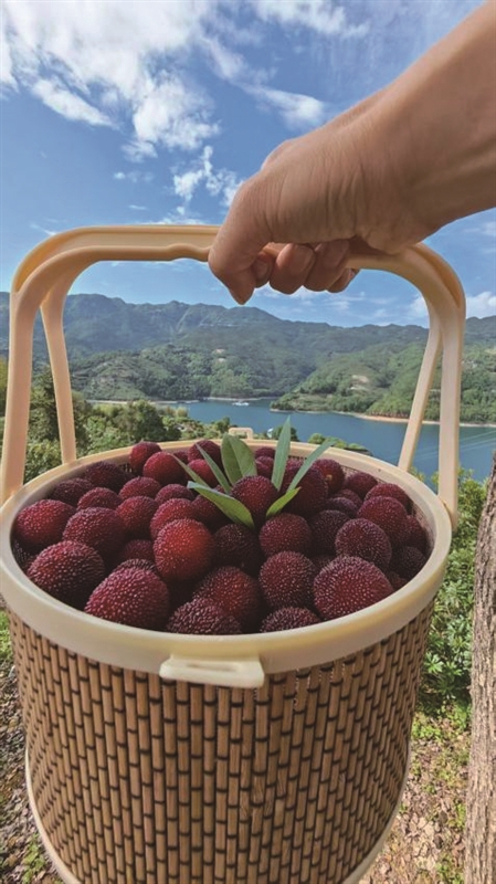 �ĳ���÷���غ���̬��ɫ ��������ѹ�